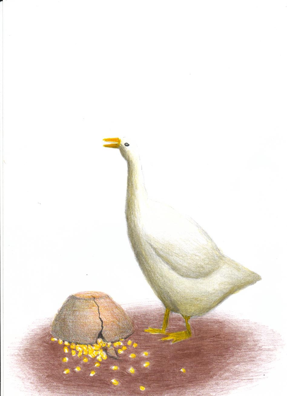 Um ganso atrapalhado virou e quebrou a tigela. O milho está espalhado pelo chão.